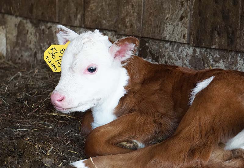 Veganismus Definition: Lebenseinstellung gegen Tierausbeutung