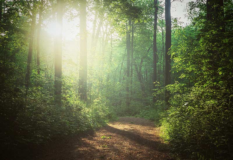 Forest bathing - summer tips against the heat