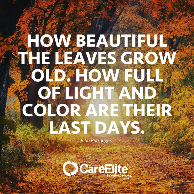 "How beautiful the leaves grow old. How full of light and color are their last days." (Quote from John Burroughs)