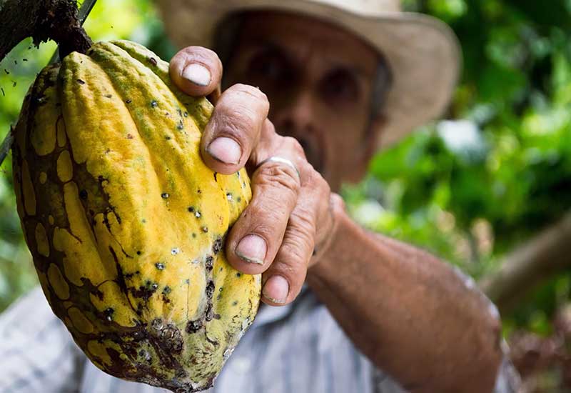 Fair trade organic food chocolate