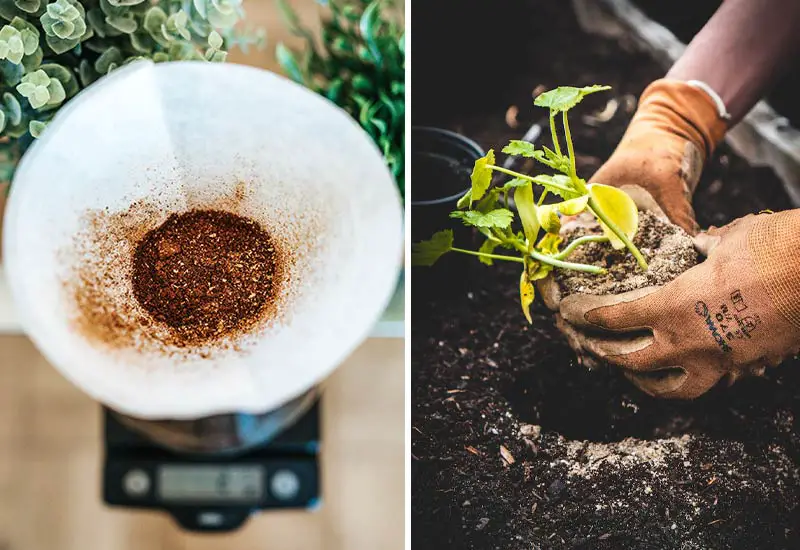 Coffee grounds can be recycled sustainably