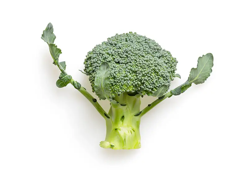 Broccoli - Improve intestinal health with a gluton-free diet