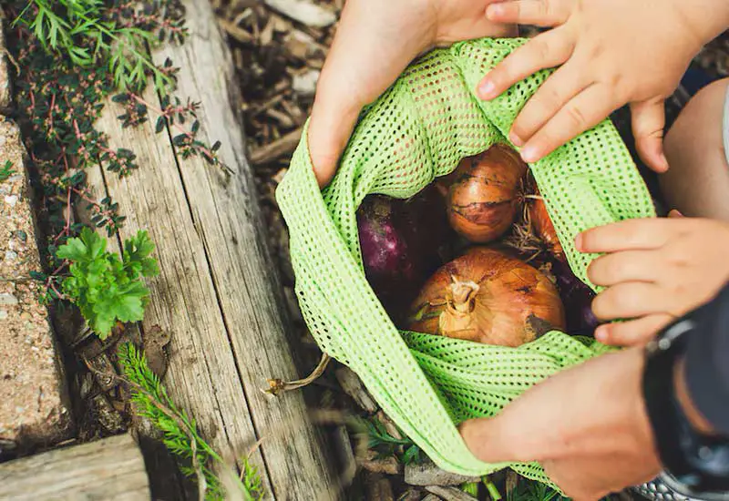 Organic onions in a fruit and vegetable net