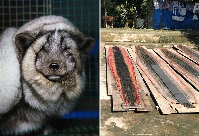 Tiere in der Modeindustrie müssen leiden