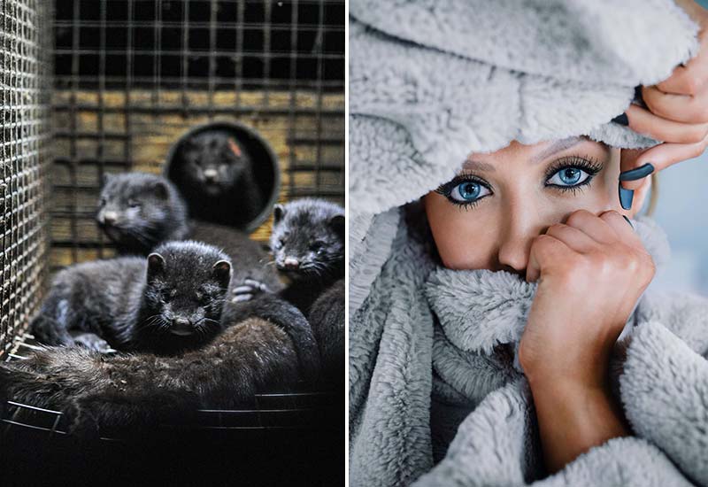 What to do about animal suffering for fashion?