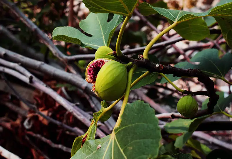 Figs are pollinated by animals