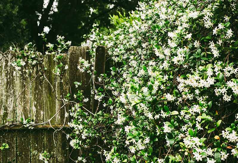 Bewachsene Holzlatten als Sichtschutz im Garten