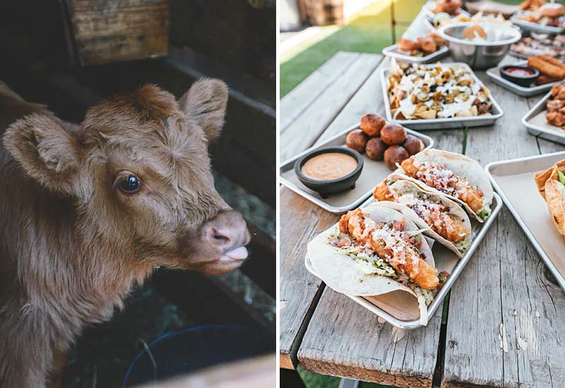 Ist es schwierig, vegan zu leben?