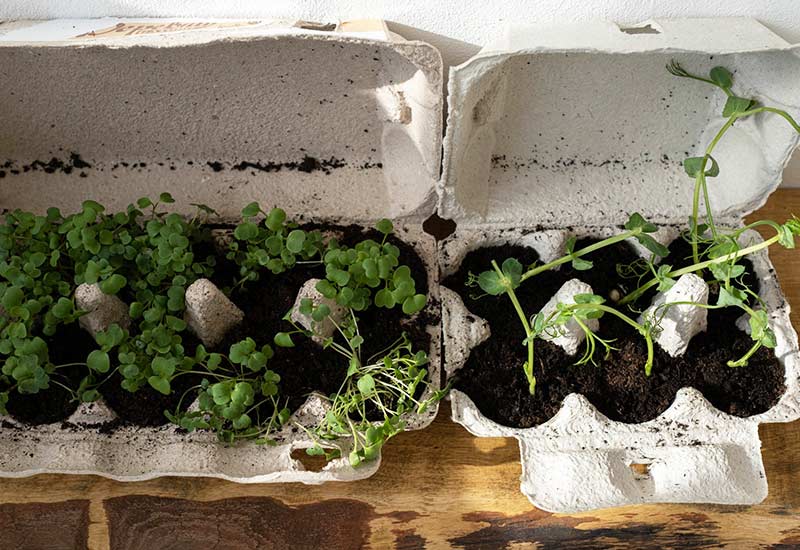 Grow seedlings in egg cartons as upcycling for packaging