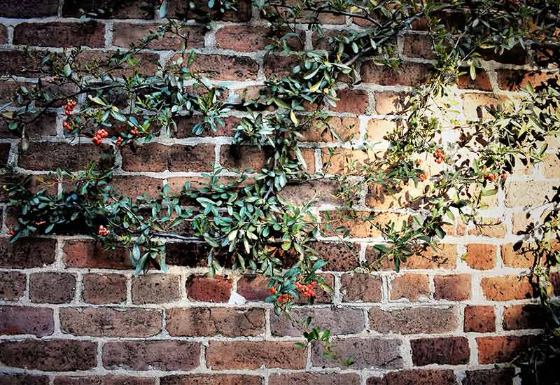 Overgrown stone wall for more privacy in the garden