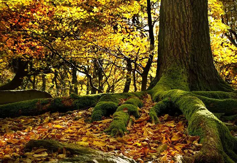 Sustainable forest burial as an environmentally friendly alternative