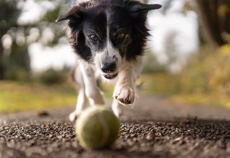 Nervöse Hunde aktiv beschäftigen um ihnen Sicherheit zu geben