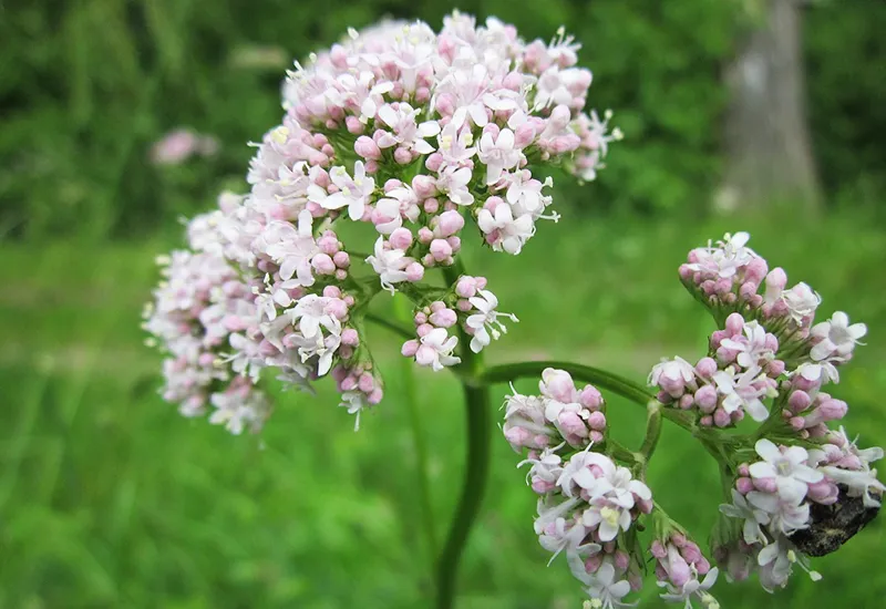 Valerian is an effective natural sleep aid