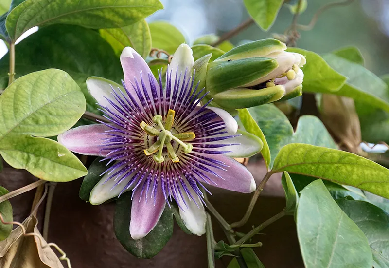 Die Passionsblume soll als Hausmittel gegen Schlafstörungen helfen