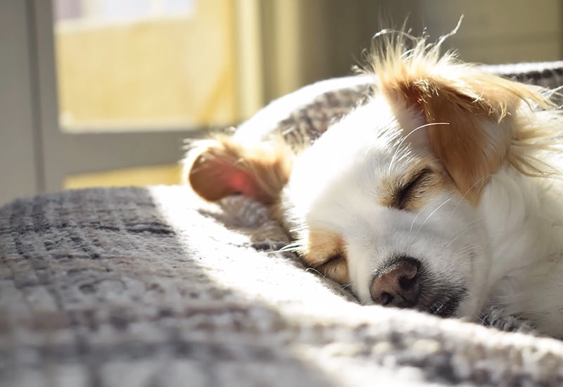 Unsicheren Hunden Sicherheit vermitteln mit einem Rückzugsort