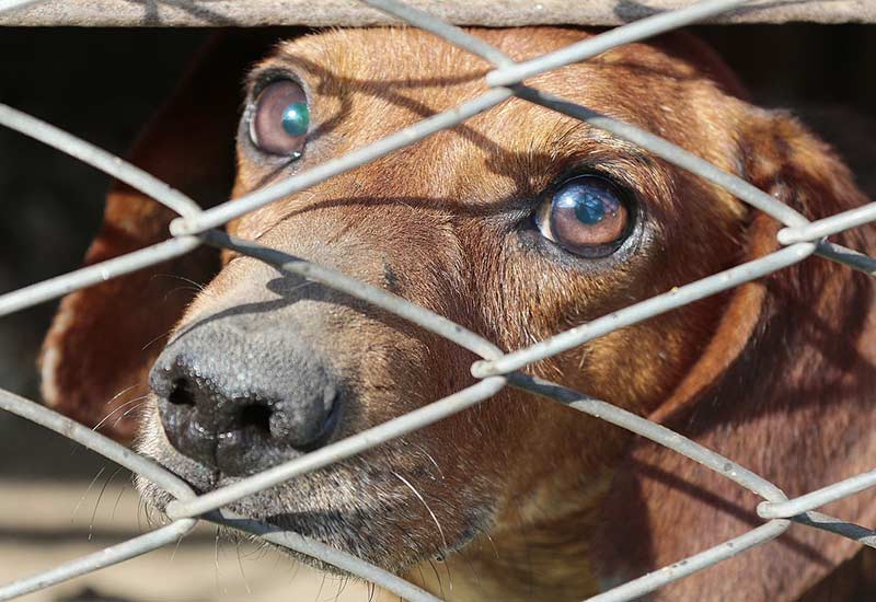 Woran kann man unsichere, nervöse und ängstliche Hunde erkennen?