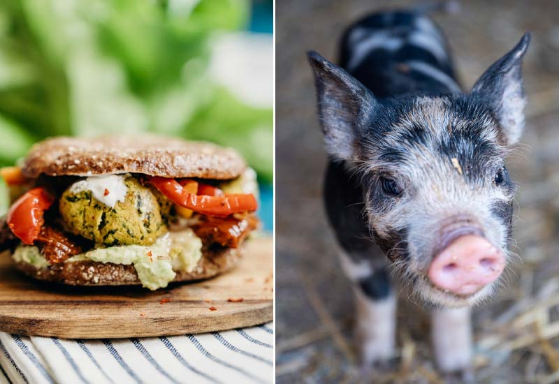 Wie du den Streit über vegane Ernährung und Lebensweise mit Familie und Freunden vermeidest