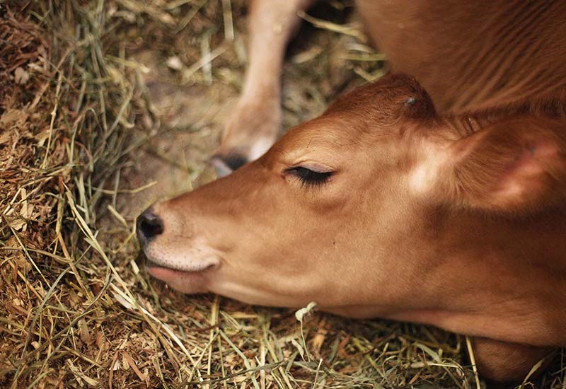 Ist der Veganismus eine Ideologie oder Weltanschauung?