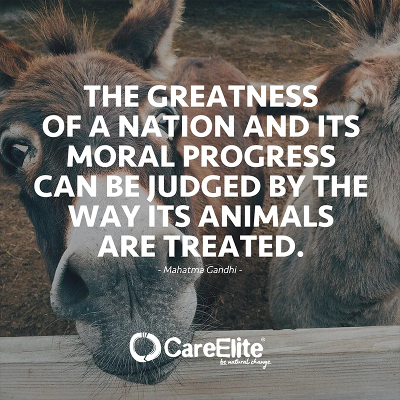 The greatness of a nation and its moral progress can be judged by the way its animals are treated. (Quote from Mahatma Gandhi)
