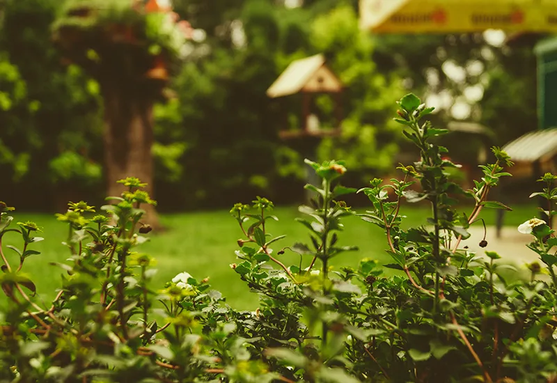 Nachhaltiges Zuhause gestalten mit grünem Garten