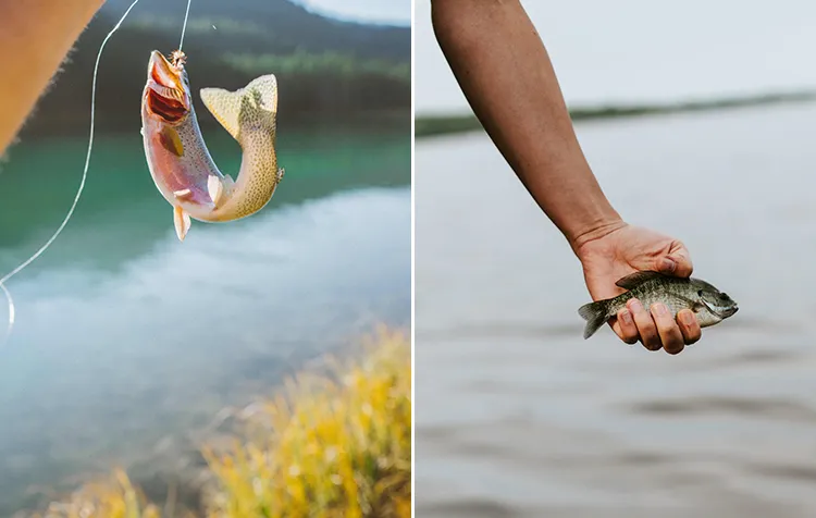 Catch and Release: Is it allowed to catch and release fish?