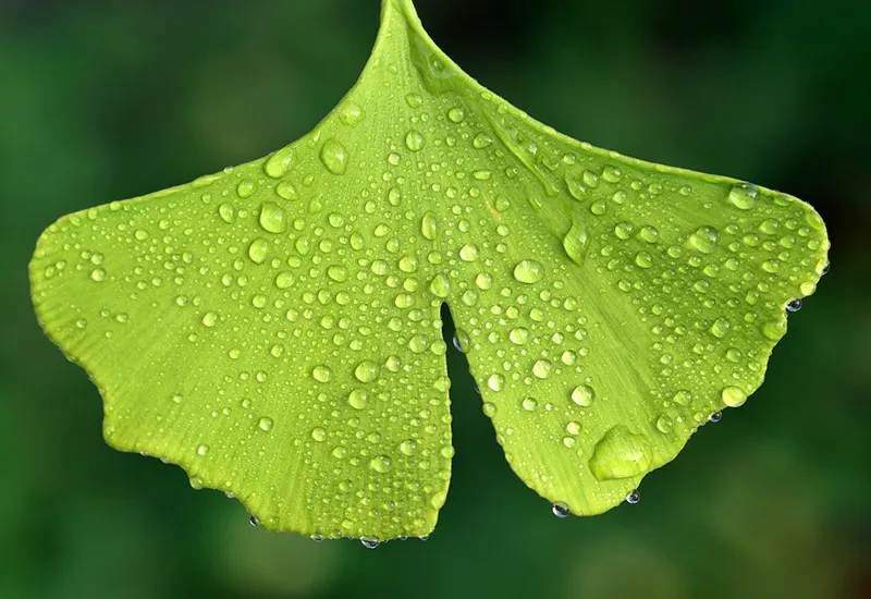 The ginkgo plant as a natural home remedy for erectile dysfunction