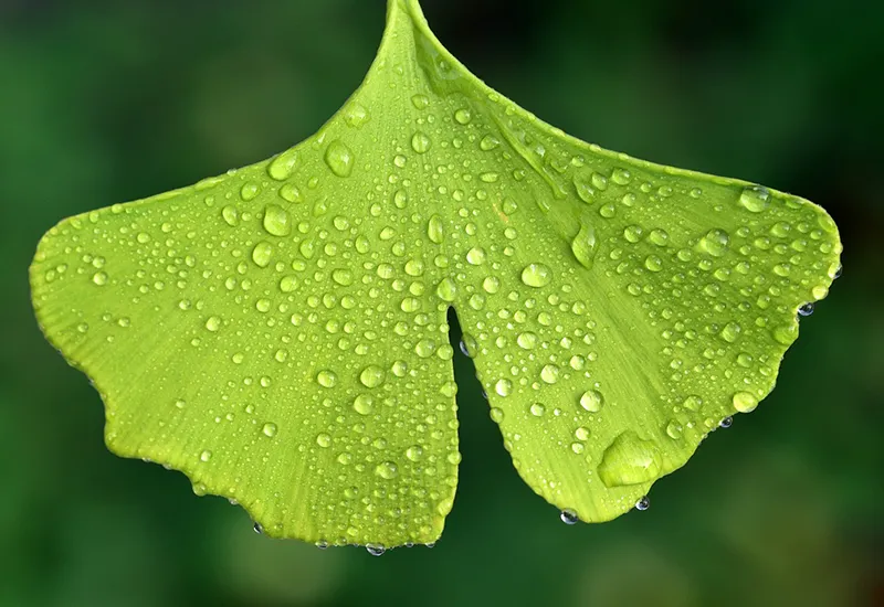 Die Ginkgo Pflanze als natürliches Hausmittel bei Erektionsstörungen