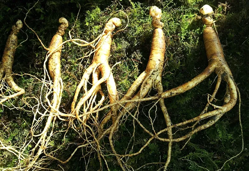 Ginseng als natürliches Potenzmittel