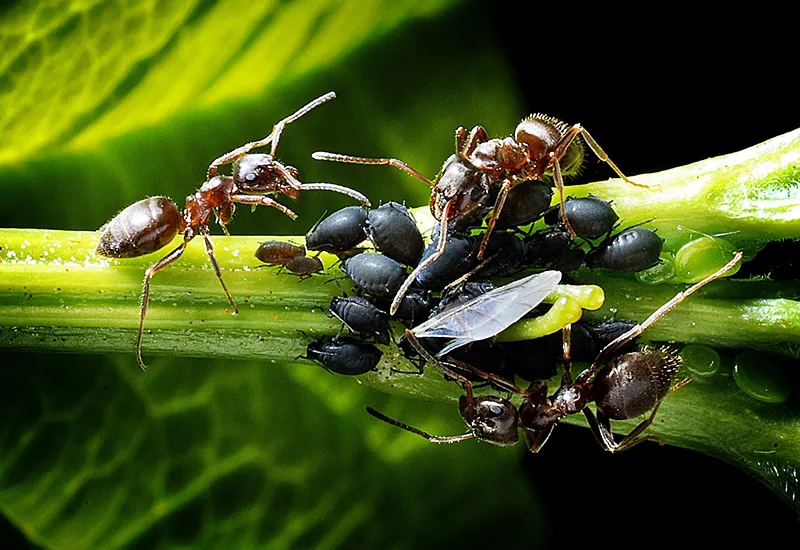Ameise sind sowohl Schädlinge als auch Nützlinge