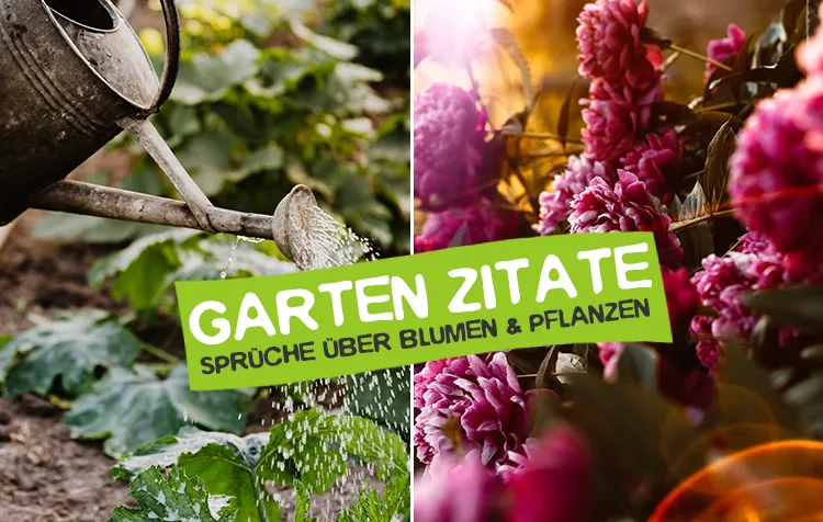 Garten Zitate – Die besten Sprüche über Blumen und Pflanzen