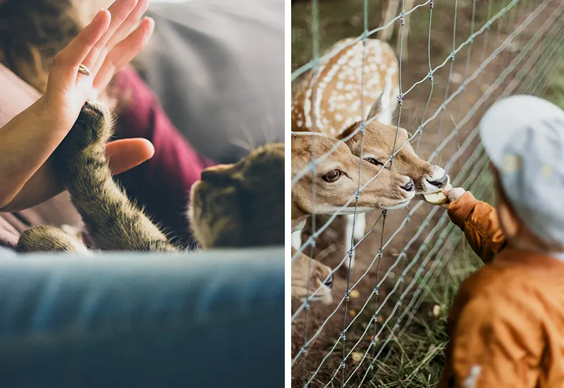 Veganer nerven, weil wir ja eigentlich Tiere lieben