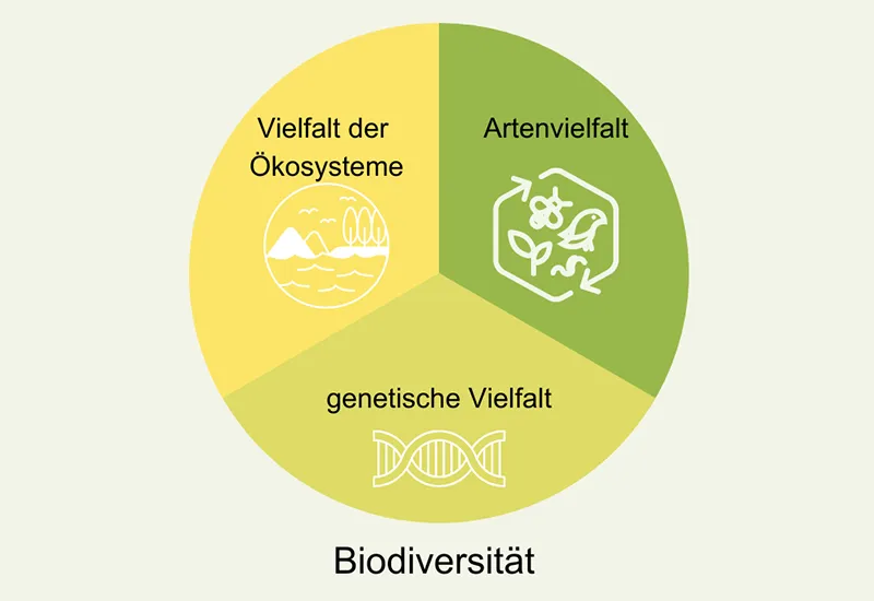 Die drei Ebenen der Biodiversität