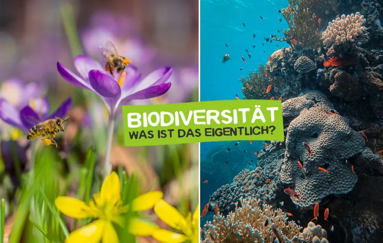 Biodiversität: Was versteht man unter genetischer Vielfalt, Artenvielfalt und der Vielfalt der Ökosysteme?