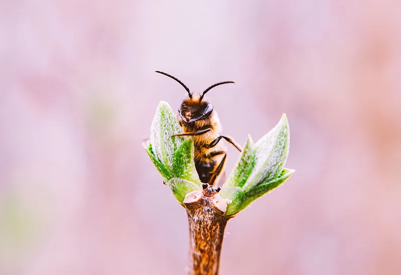 Warum ist der Erhalt von Tier- und Pflanzenarten wichtig? Vor allem aufgrund der Bestäubungsleistung von Insekten