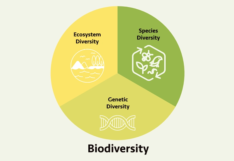The three stages of biodiversity