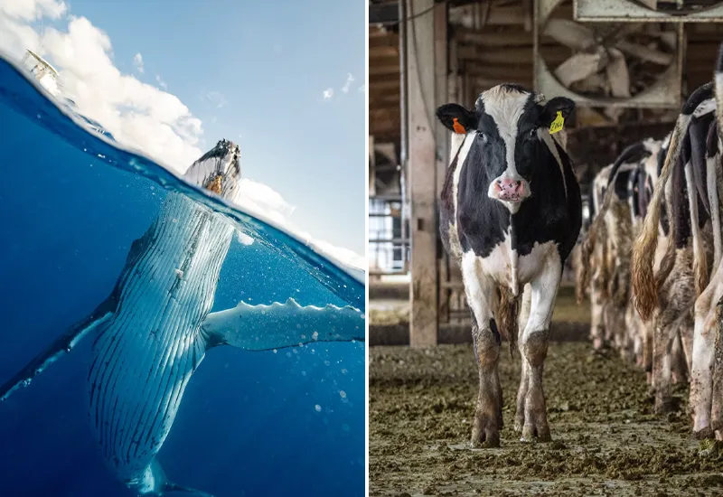 Diese Richtlinien und Gesetze schützen Tiere