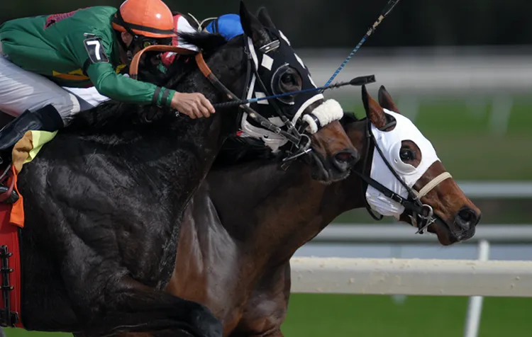 Is Horse Racing Animal Abuse? Five Reasons Why Its Cruel And You Shouldn't Support It