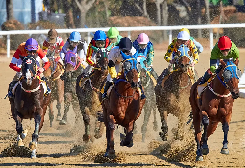 Horse racing is a royal traditional sport