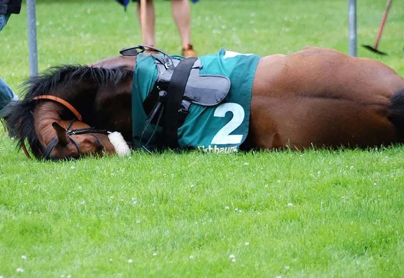 Racehorse "Letro" died in a horse dies at a horse race in Mannheim on the racetrack