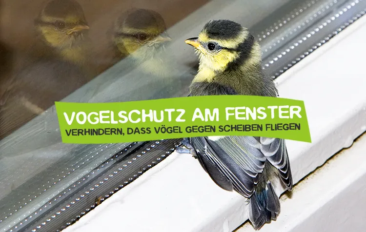 Vogelschutz am Fenster – Verhindern, dass Vögel gegen Glasscheiben fliegen