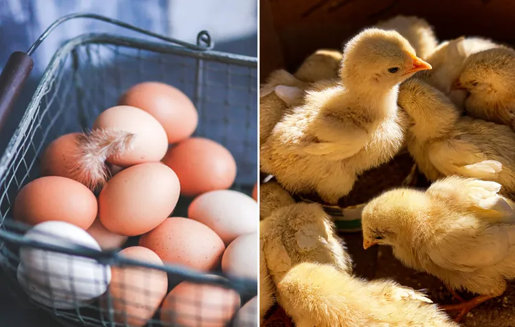 No-Kill-Eggs – The Truth About Eggs Without Chick Culling
