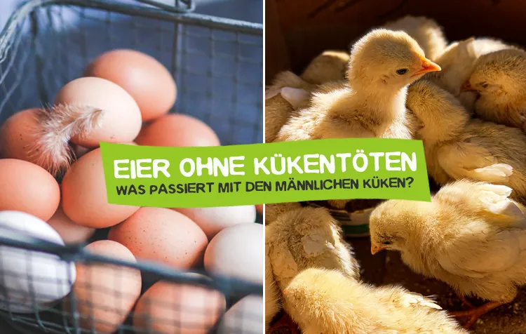 Eier ohne Kükentöten – Was passiert wirklich mit den männlichen Hühnerküken?