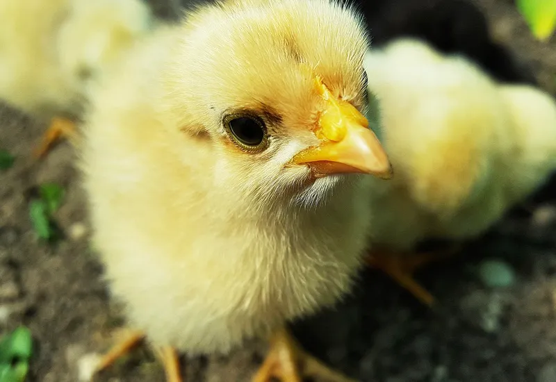 Buying eggs without killing chicks is not completely avoidable
