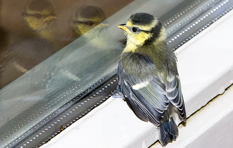 Bird-Safe Windows – Tips On How to Stop Birds From Flying Into Glass