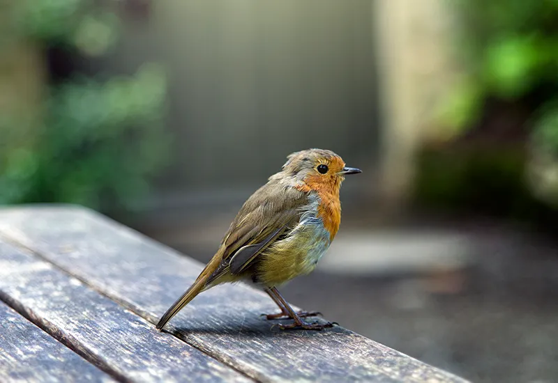 Vögel bei dir zu Hause schützen