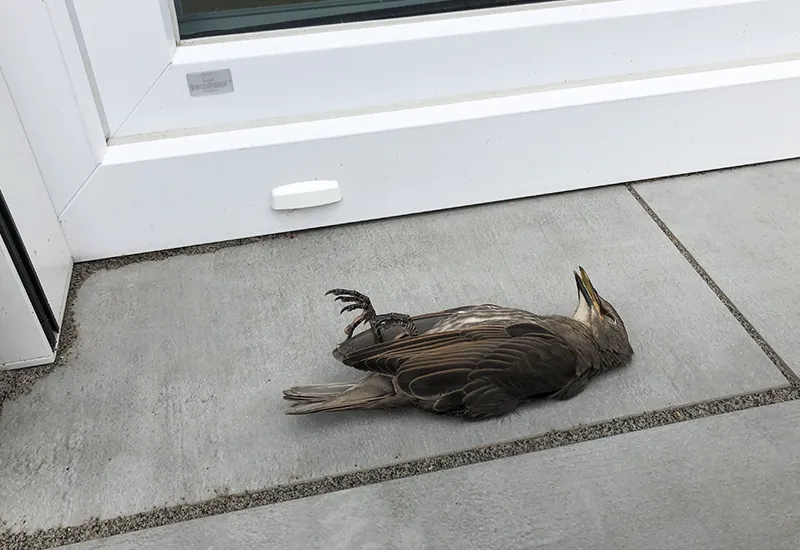 Gründe: Warum fliegen Vögel so oft gegen Fensterscheiben?