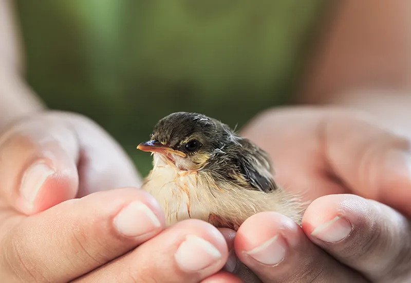 A young bird after impact on a pane of glass