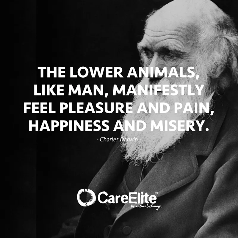"The lower animals, like man, manifestly feel pleasure and pain, happiness and misery."
(Charles Darwin)