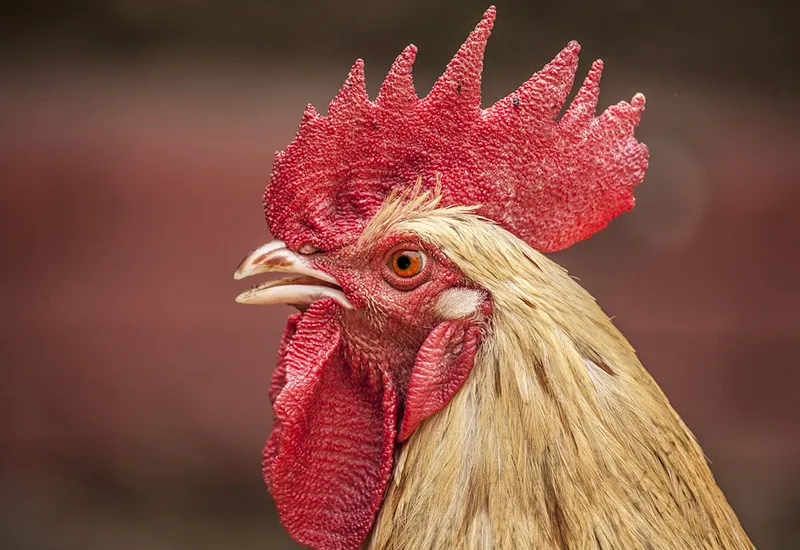 What happens to brother roosters in eggs without chick shredding?