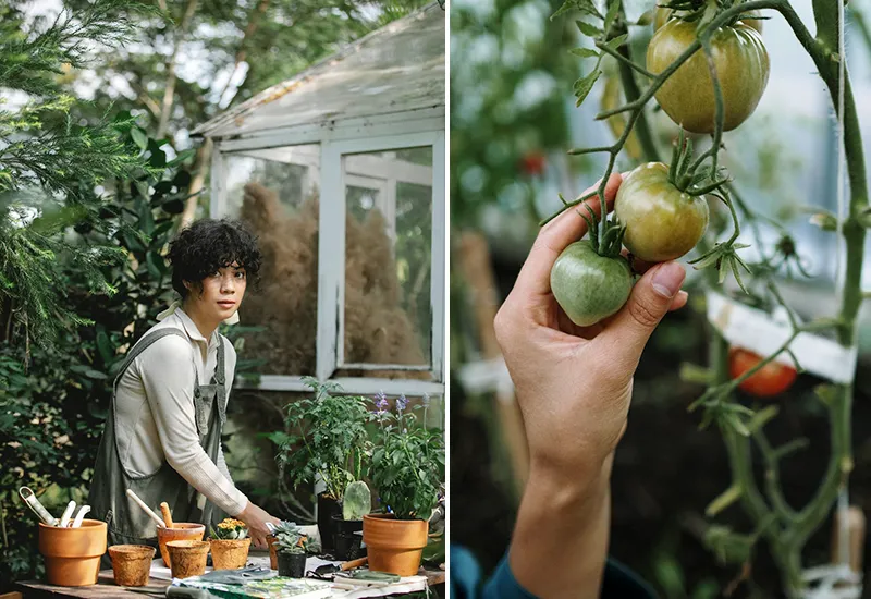 The advantages of a self-built greenhouse